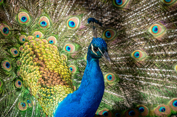 Fototapeta na wymiar Male adult Indian peafowl. Portrait of a blue peacock. Closeup of head and tail.