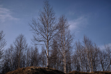 Leafless Trunks of birch trees against the blue sky in early spring, bottom view.