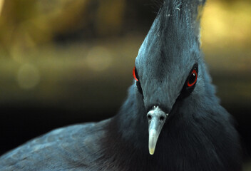 close up of a crowned pigeon