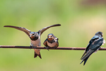 Fototapeta premium Bird Barn Swallow Hirundo rustica in the wild