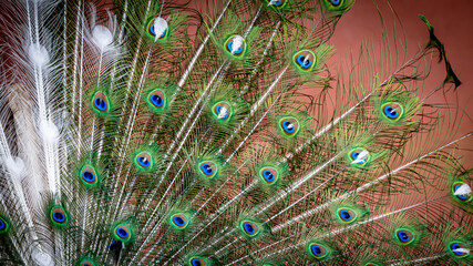 Fototapeta premium Peacock feather close up. Male Indian peafowl. Metallic blue and green plumage. Quill feathers. Natural pattern with eyespots.
