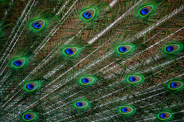 Obraz premium Peacock feather close up. Male Indian peafowl. Metallic blue and green plumage. Quill feathers. Natural pattern with eyespots.