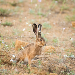 Naklejka na ściany i meble European hare stands on the ground and looking at the camera Lepus europaeus