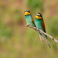 Two European bee eater Merops apiaster sits on a branch