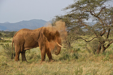 Bull elephant taking a dust bath next to an acacia tree, Samburu Game Reserve, Kenya
