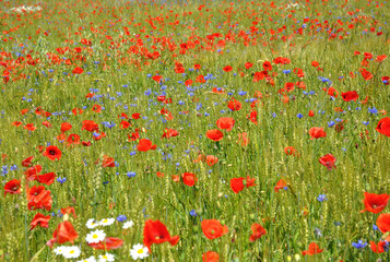 A blooming field background. The field full of beautiful red papaver rhoeas, corn poppies, sky blue cornflowers and white chamomile flowers.