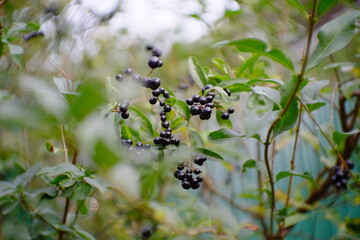 small berries