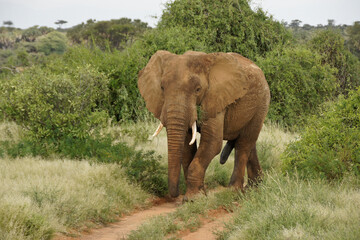 Fototapeta na wymiar Bull elephant walking on dirt track in Samburu Game Reserve, Kenya