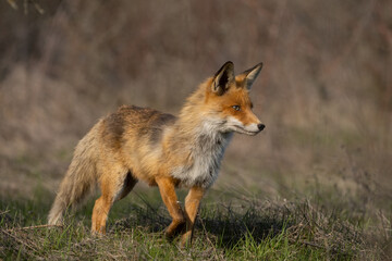 Naklejka na ściany i meble Red fox Vulpes vulpes in the habitat