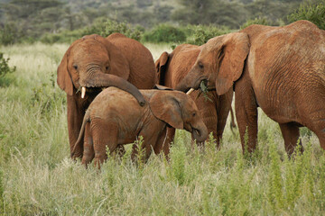 Elephants eating, greeting, playing in Samburu Game Reserve, Kenya