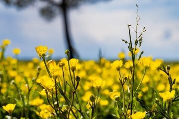 Obraz premium Panorama con fiori gialli in primo piano e un albero sfuocato sullo sfondo. Primavera. 