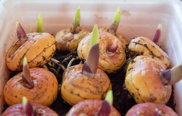 The bulbs of gladioli lie on the ground and have sprouted and taken root.