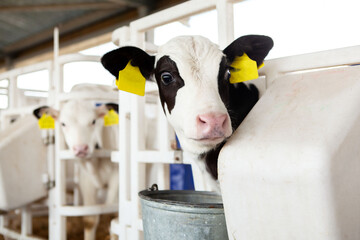 Calves in a calf barn on a dairy farm, looking out of the enclosure.  - obrazy, fototapety, plakaty