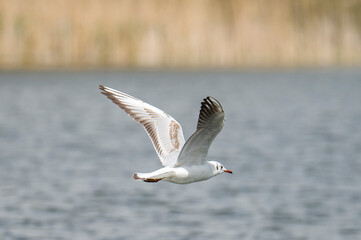 Fototapeta na wymiar Seagull in flight, hunting for mosquitoes