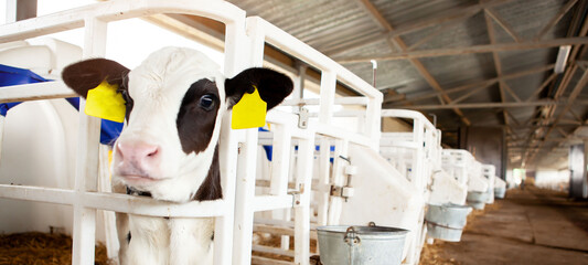 A cute black and white calf in a calf barn at a dairy farm.  © наталья саксонова