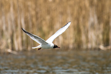 Seagull in flight, hunting for mosquitoes