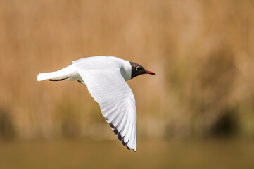 Seagull in flight, hunting for mosquitoes