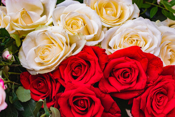 A beautiful bouquet of red and white fresh roses. Gorgeous close-up roses. Floral red and white background of roses.