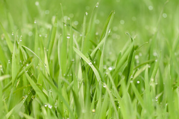 Fototapeta na wymiar Morning dew on the green grass. Springtime.