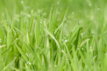 Morning dew on the green grass. Springtime.