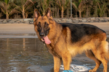 Young Germ an shepherd dog standing on tropical beach tired | Young Playful German shepherd dog close up shot standing on beach after getting tired 