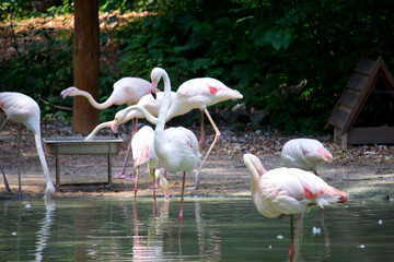 Pink flamingo birds relaxing in a garden pond