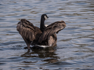 Kanadagans beim Bad mit gespreizten Flügeln, Rückenansicht