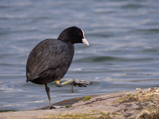 Blässhuhn spaziert am See