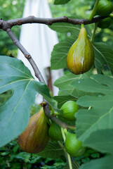 Big and juicy figs hang attached to the tree. Close-up of a sweet ripe summer fruits.