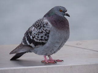 Nahaufnahme eine Stadttaube, Brieftaube, Columba livia domestica