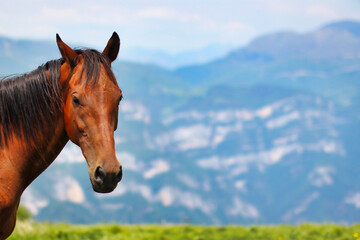 Portrait of happy stallion in the mountains on a sunny day.
Background image with horse head on the left.