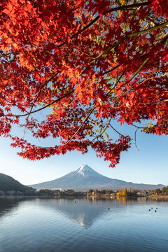 Mount Fuji and red maple tree in autumn, Lake Kawaguchi, Yamanashi Prefecture, Japan