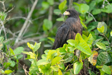 The Great black hawk (Buteogallus urubitinga)