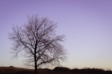 Fototapeta na wymiar Lonely tree at sunset of the day.