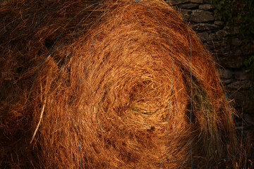 close up of a brown coconut