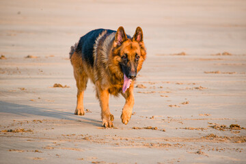 Young Domestic German shepherd dog walking on beach chasing toy ball | Young German shepherd dog playing on beach in Mumbai 