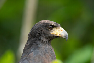 The Great black hawk (Buteogallus urubitinga)