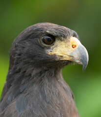 The Great black hawk (Buteogallus urubitinga)