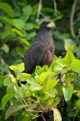 The Great black hawk (Buteogallus urubitinga)