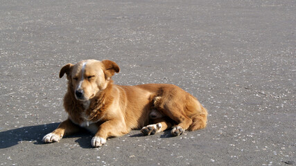 Cute little dog warms up in the sun.
Pet animal with closed eyes enjoys the spring sunshine.