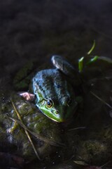 frog in the pond