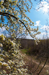 White pear tree flower on natural background. Sunny spring day with beautiful blue sky blossom flowers with copy space