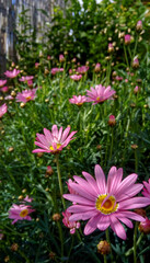 Margaritas rosas del jardín de Mamá.