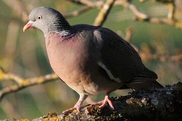 pigeon ramier au cocher du soleil