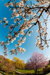 bloom of sakura in a local park under the open and blue sky on the background of the hotel