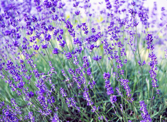 Selective and soft focus on lavender flower, beautiful lavender flower in summer
