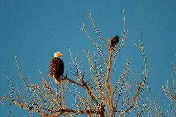 Eagle and Crow share a tree
