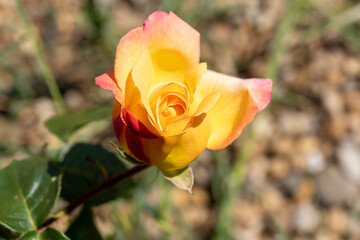 orange rose in garden