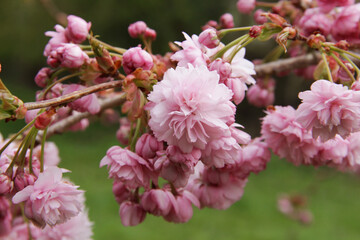 Blooming pink cherry. Blooming tree