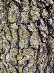 bark of a tree
